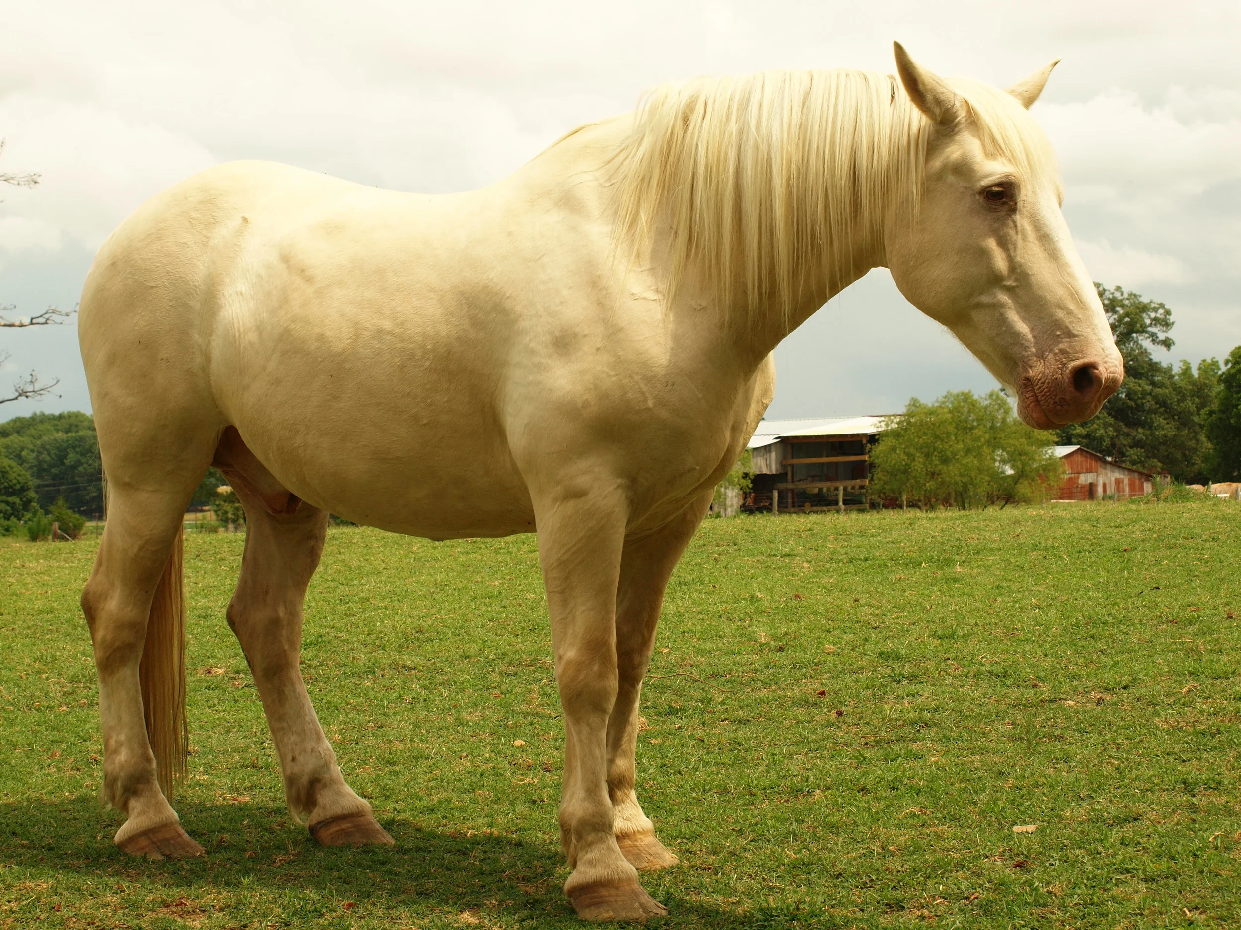 Huff's Mammoth Jackstock and Draft Mules The Herd