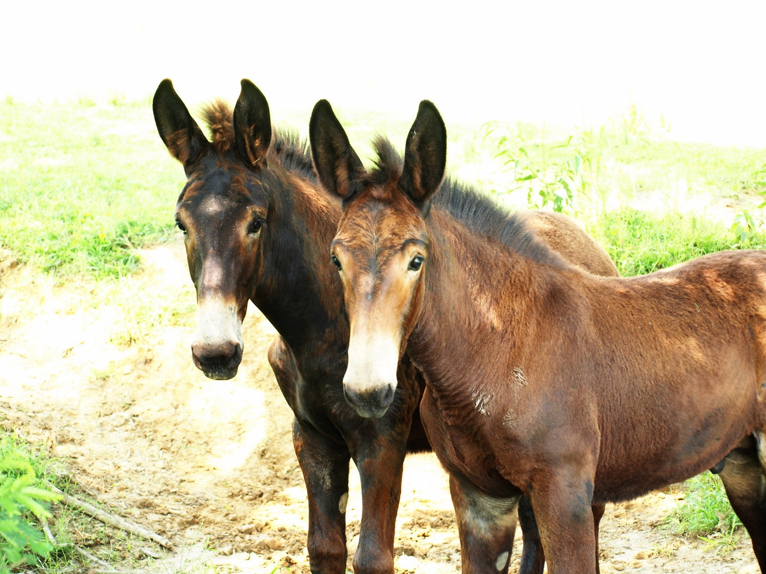Huff's Mammoth Jackstock and Draft Mules - Horse Mules
