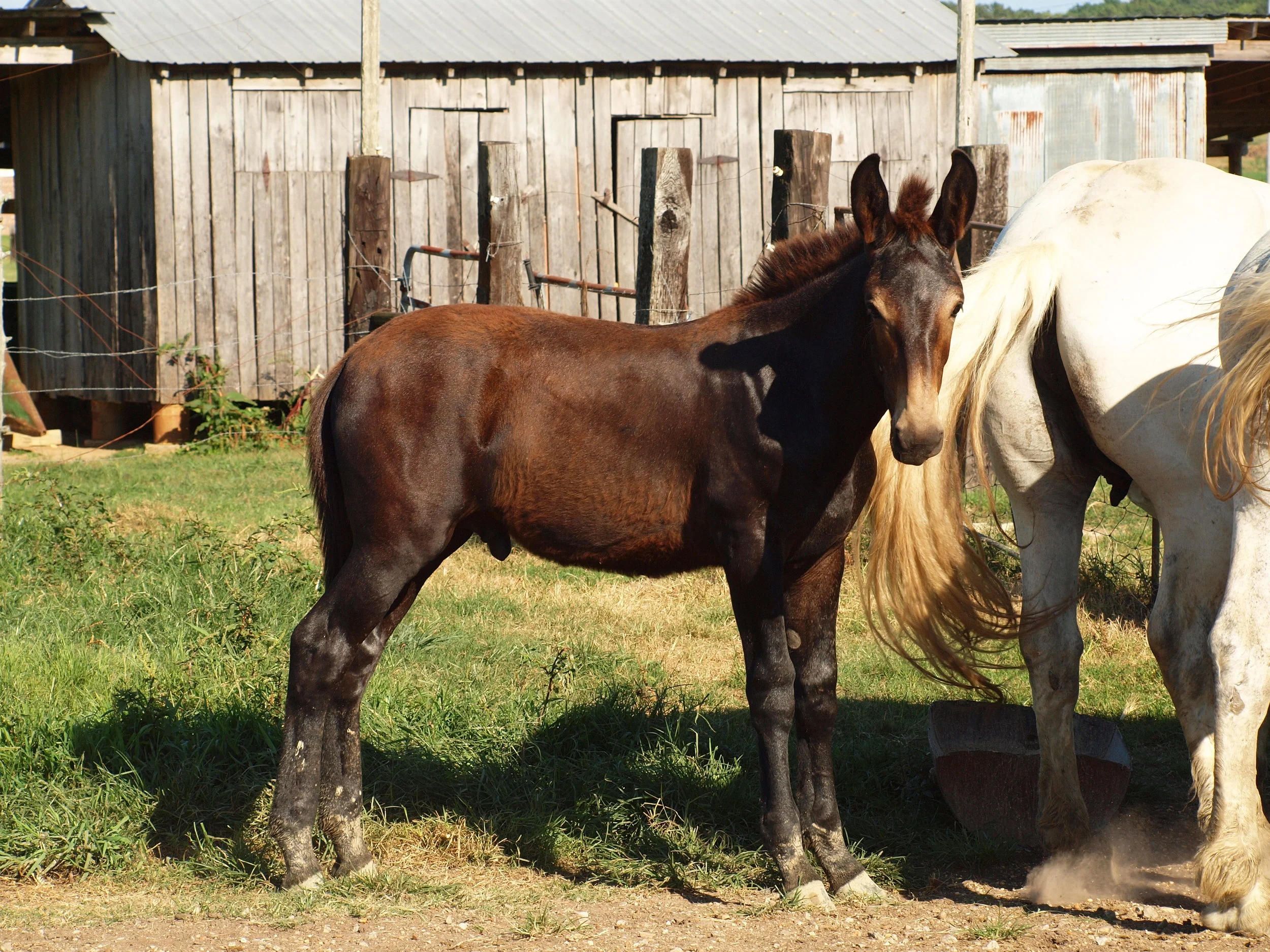 Supersized Mules: A Look At Horse And Donkey Breeding - 8nm2mel