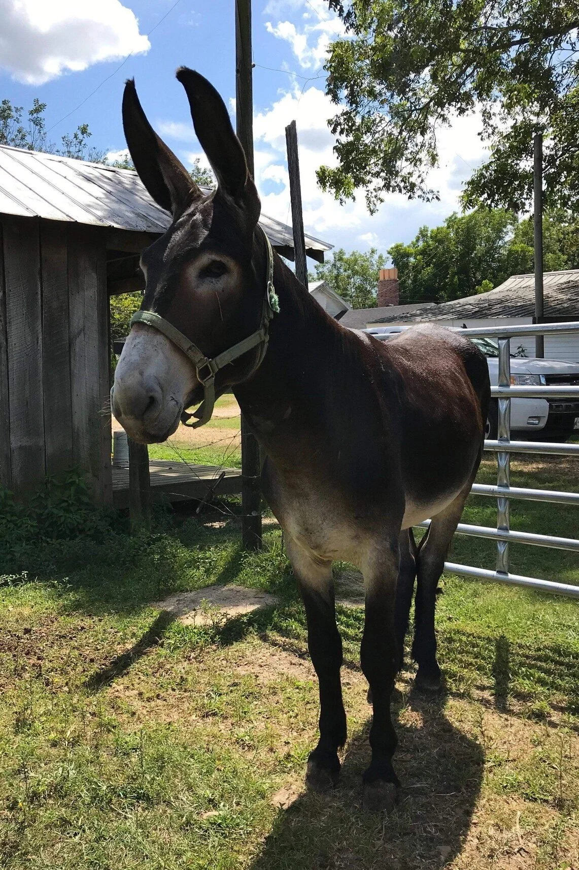 Huff's Mammoth Jackstock and Draft Mules - Current Mammoth Jacks