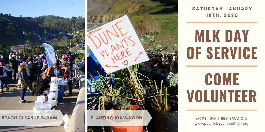 Pacific Beach Coalition's 23rd Annual MLK Day of Service - Beach Clean Up and Planting