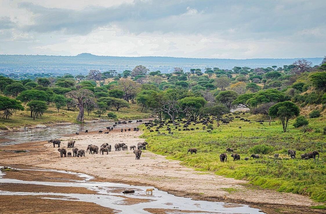 Tarangire River Magic 🐘
📸 @brenden_simonson