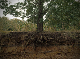 The root or base chakra is like the roots that connect us to the earth that energy may run up to the highest branches of Spirit. Photo: Some rights reserved by Aaron Escobar