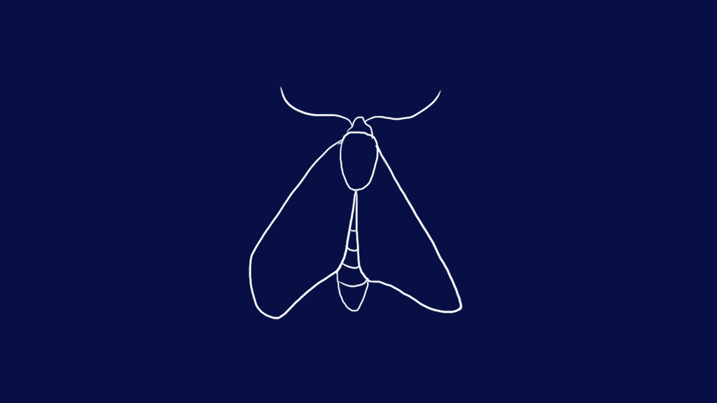Moth_Gif_Sketch.gif