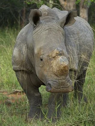 A rhino on the South African set. Picture: Chris Martin