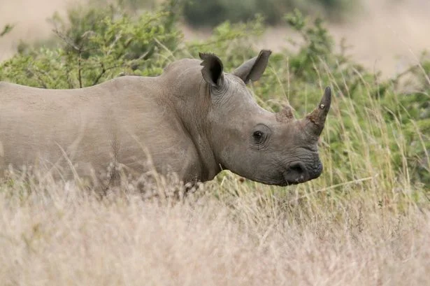 Rhinos & Elephants hunted by Facebook poachers