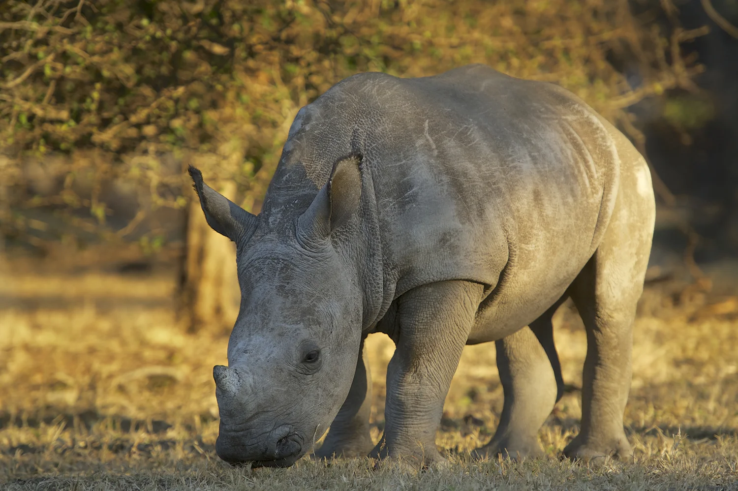 Hoedspruit Rehabilitation Centre 