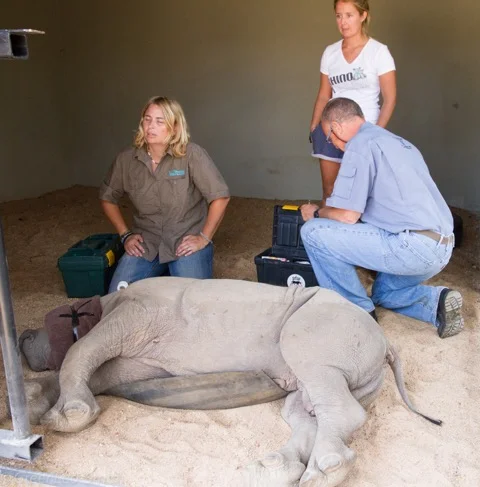 2 Orphan Calves arrive at our Rehabilitation Centre