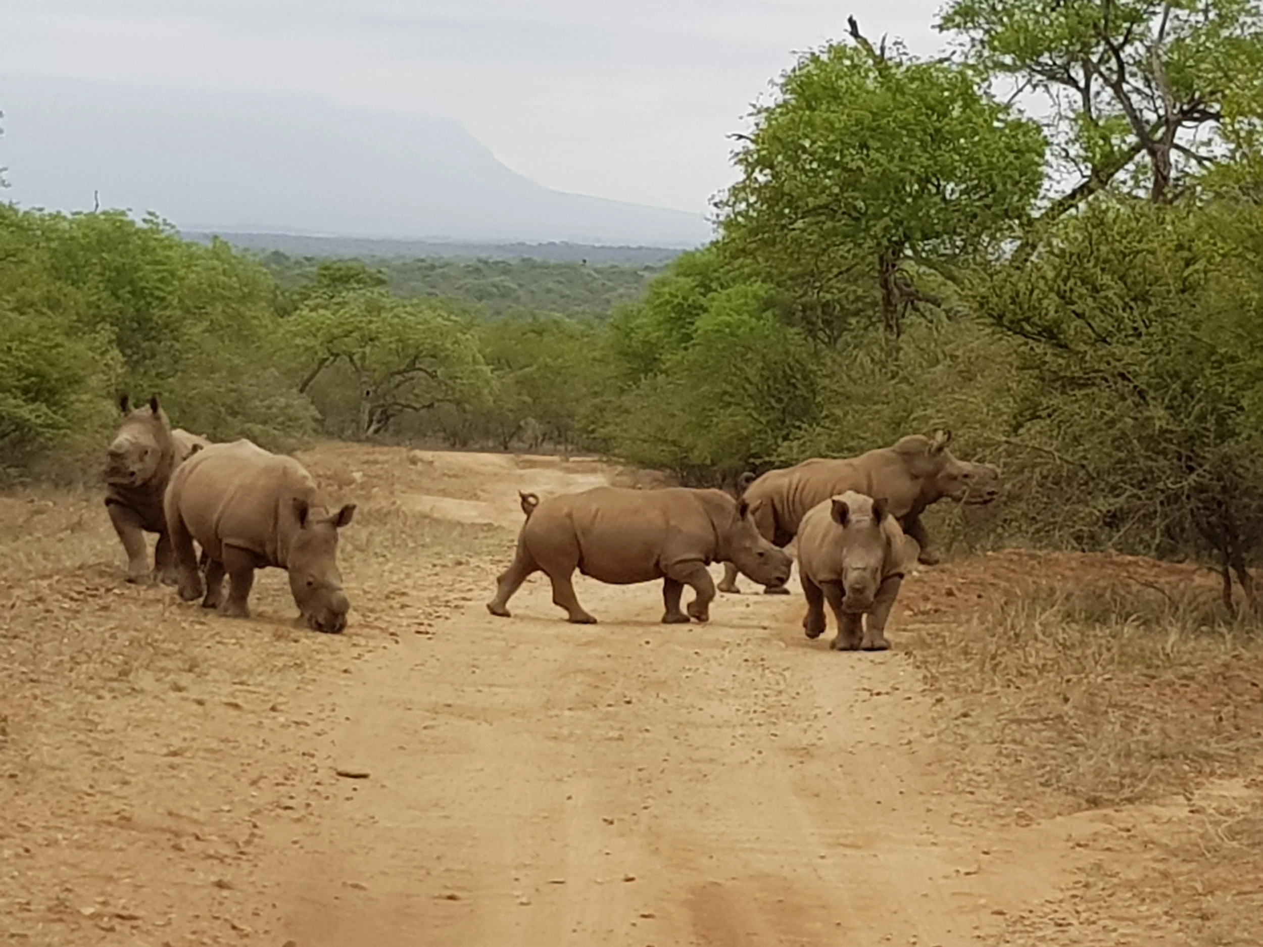 Orphaned Rhino Calves successfully released back into wild!
