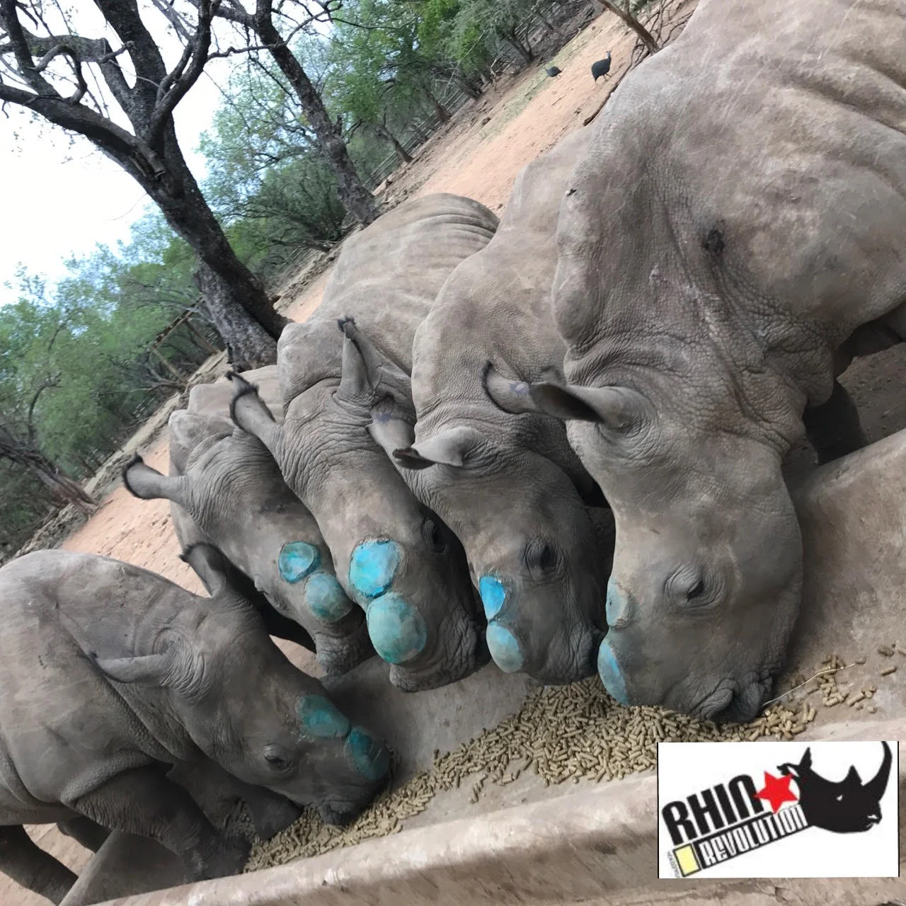 5 orphans having been dehorned before release (blue is temporary antiseptic spray)..jpg