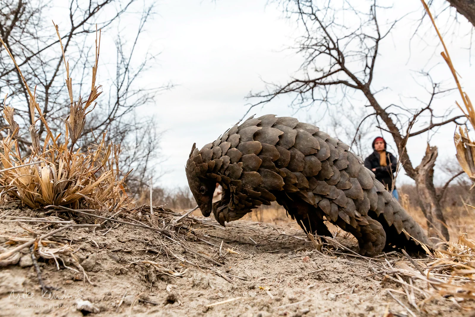 Pangolin-being-walked-at-dusk-to-enable-it-to-forage-naturally.jpg