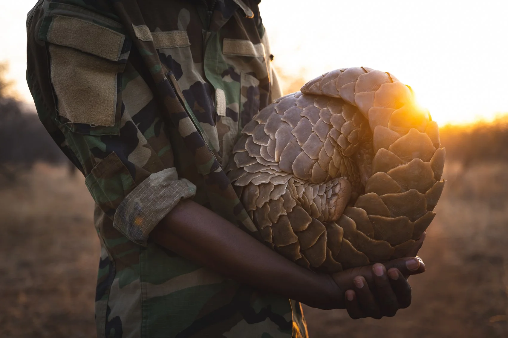 Pangolin6_1.jpg