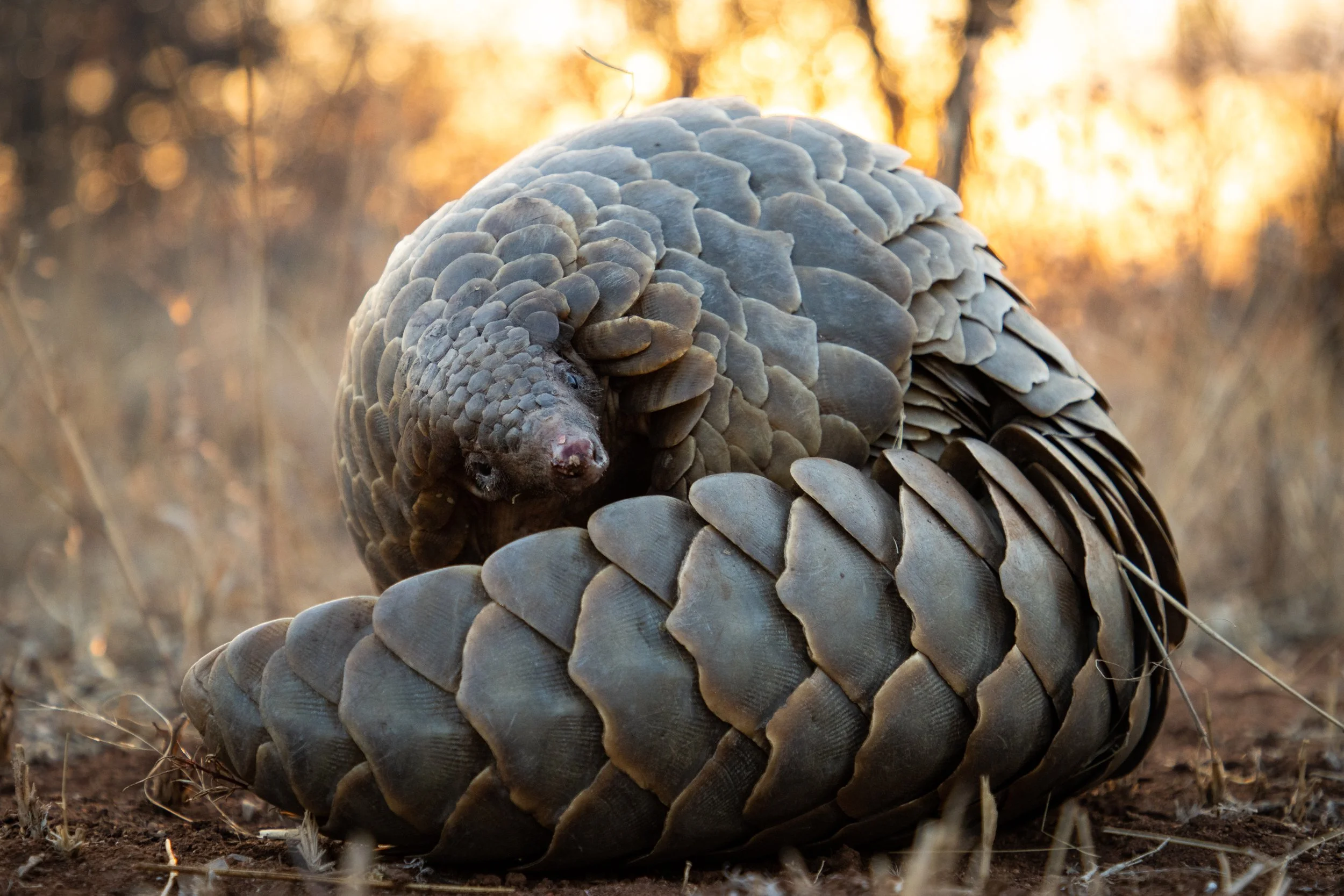 pangolin-photo-12.jpg