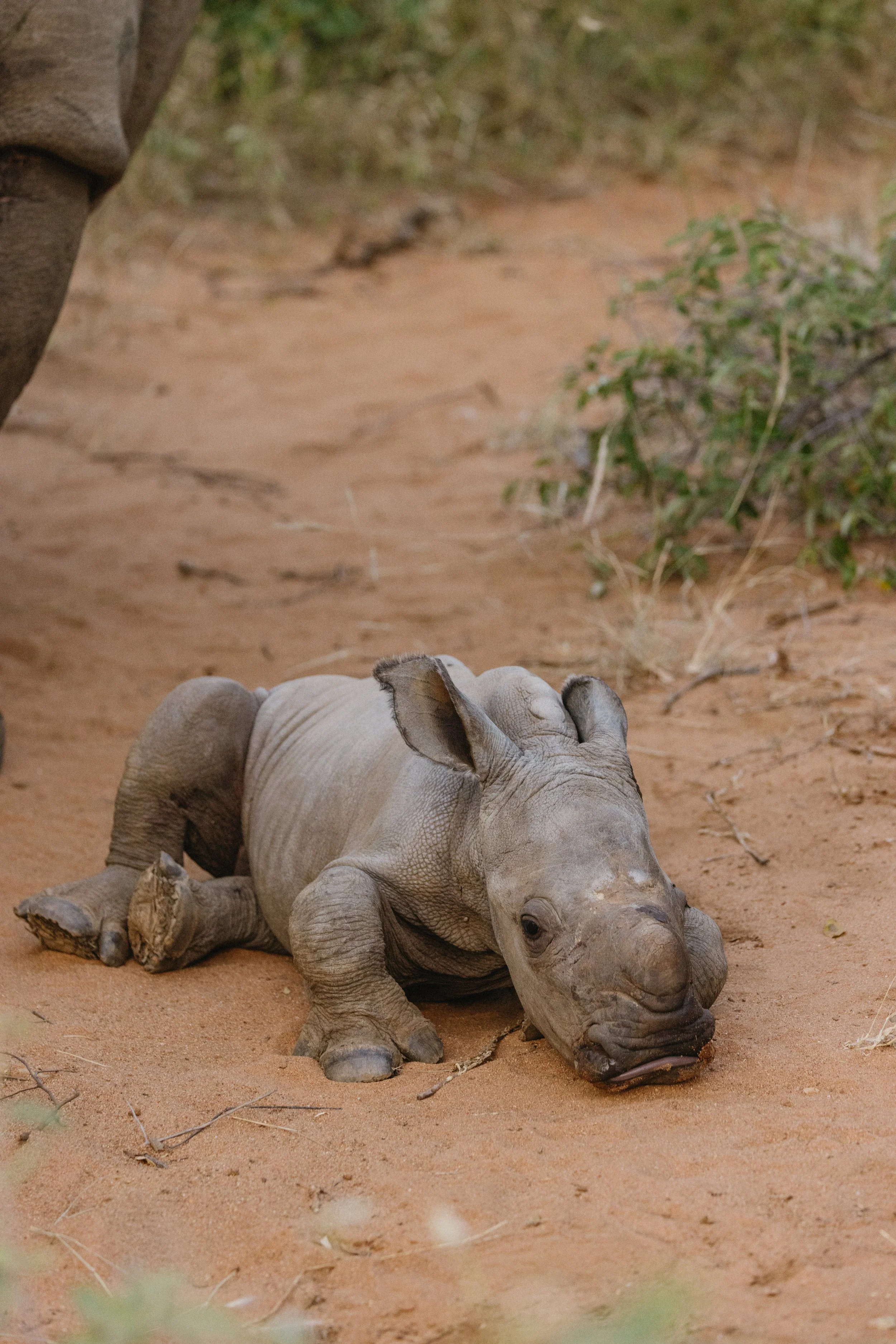 Rhino_Revolution_Europe_Raynet_unnd_Baby_26.03.2025_012.jpg
