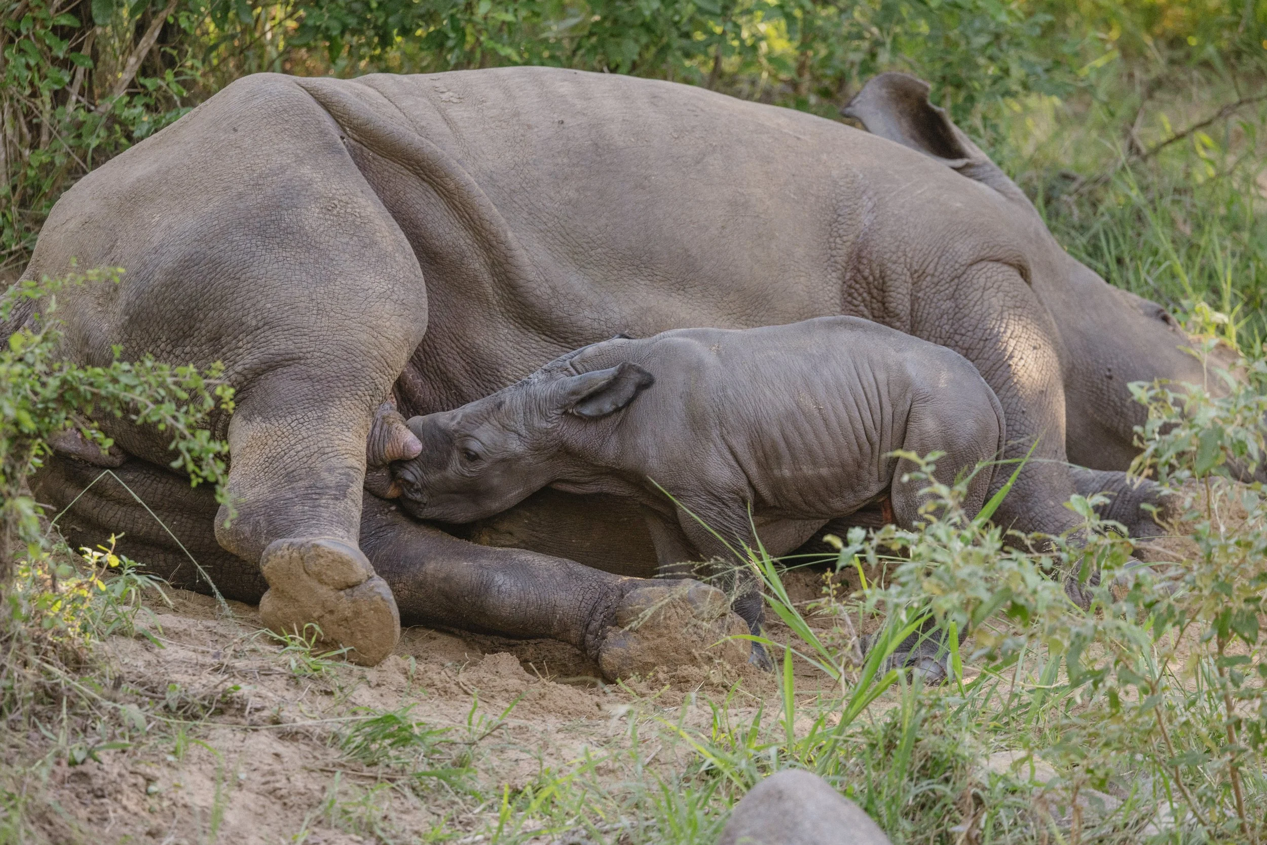 Rhino_Revolution_Europe_Rhino_Nr_13_und_Baby_21.02.2025_013.jpg