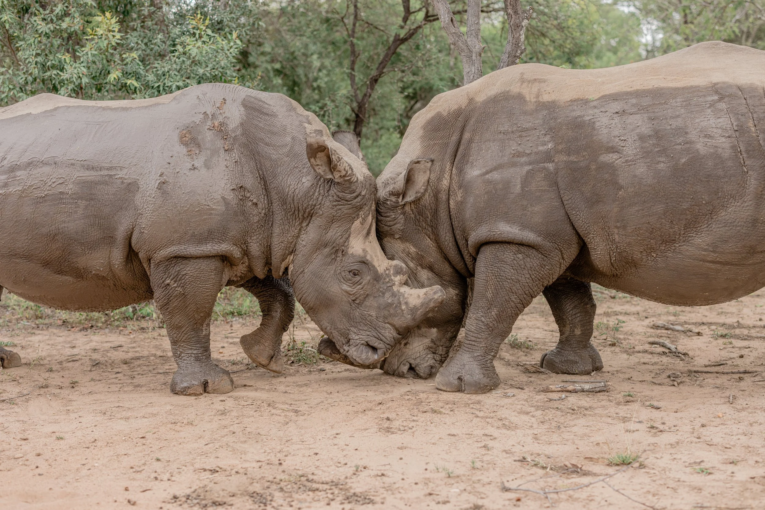 Rhino_Revolution_Europe_Lucky_5_23.05.2023_0006.jpg