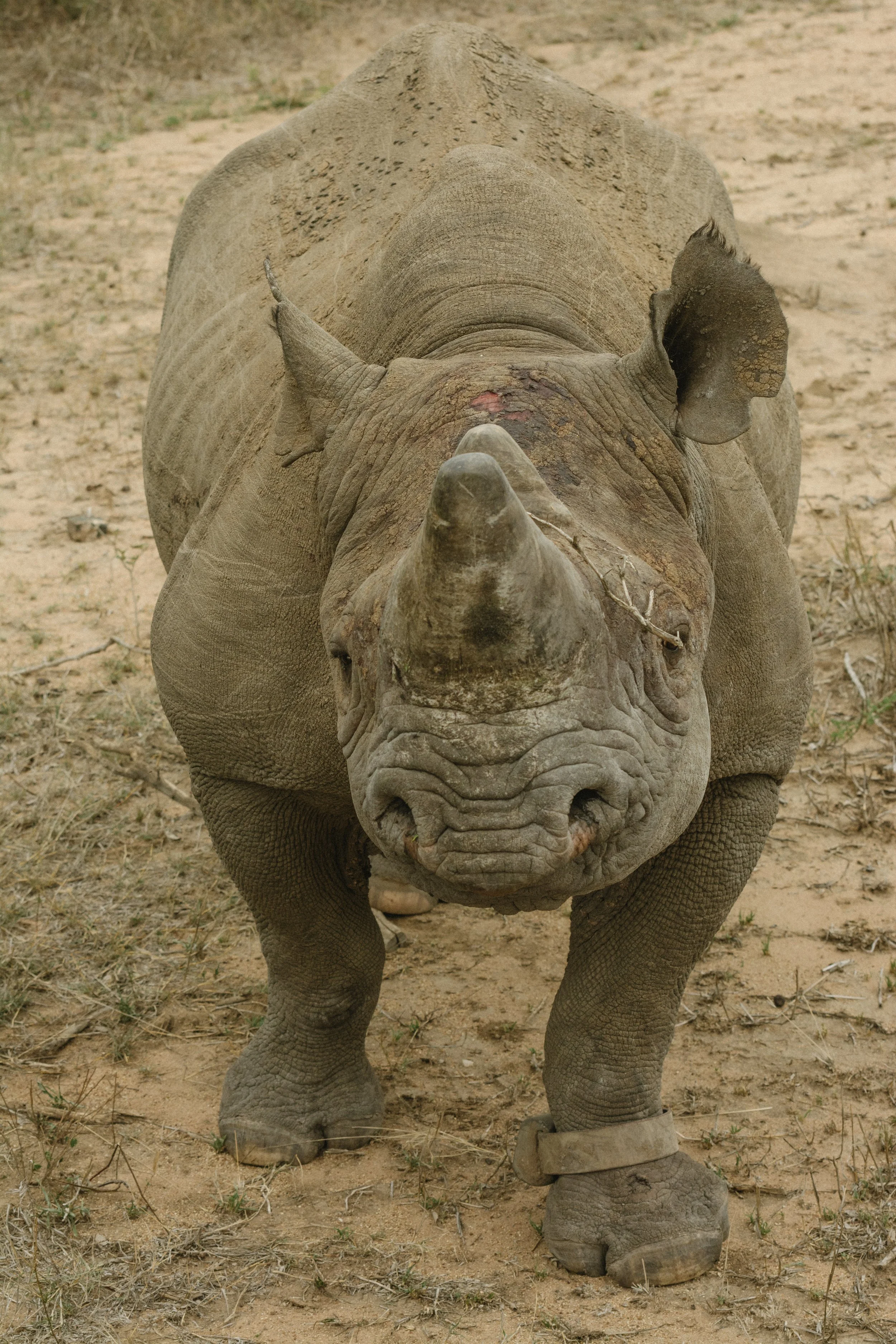 Rhino_Revolution_Jock_07.11.25_006.jpg