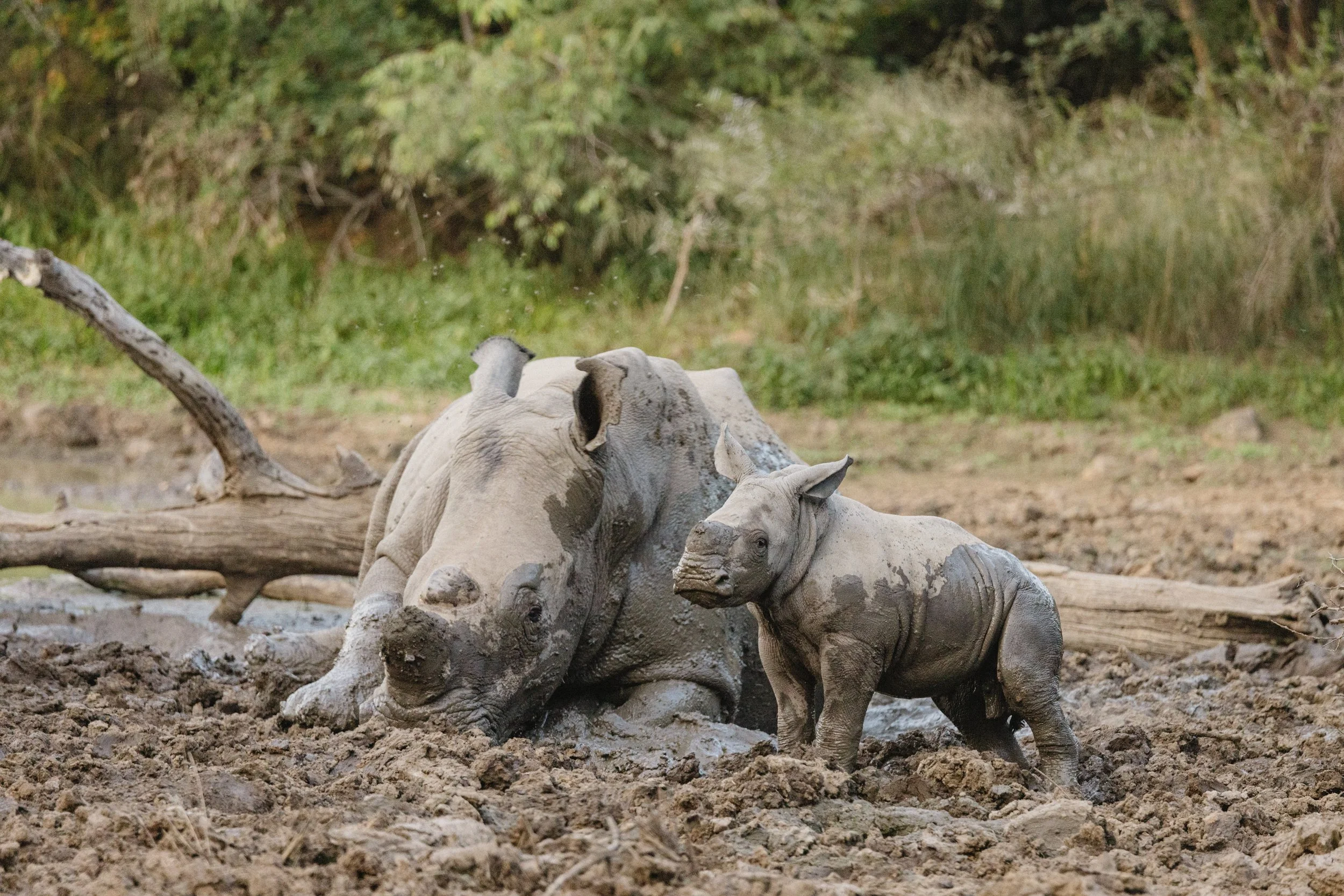 Rhino_Revolution_Europe_Rhino_Nr.13_and_Baby_23.03.2025062(1).jpg
