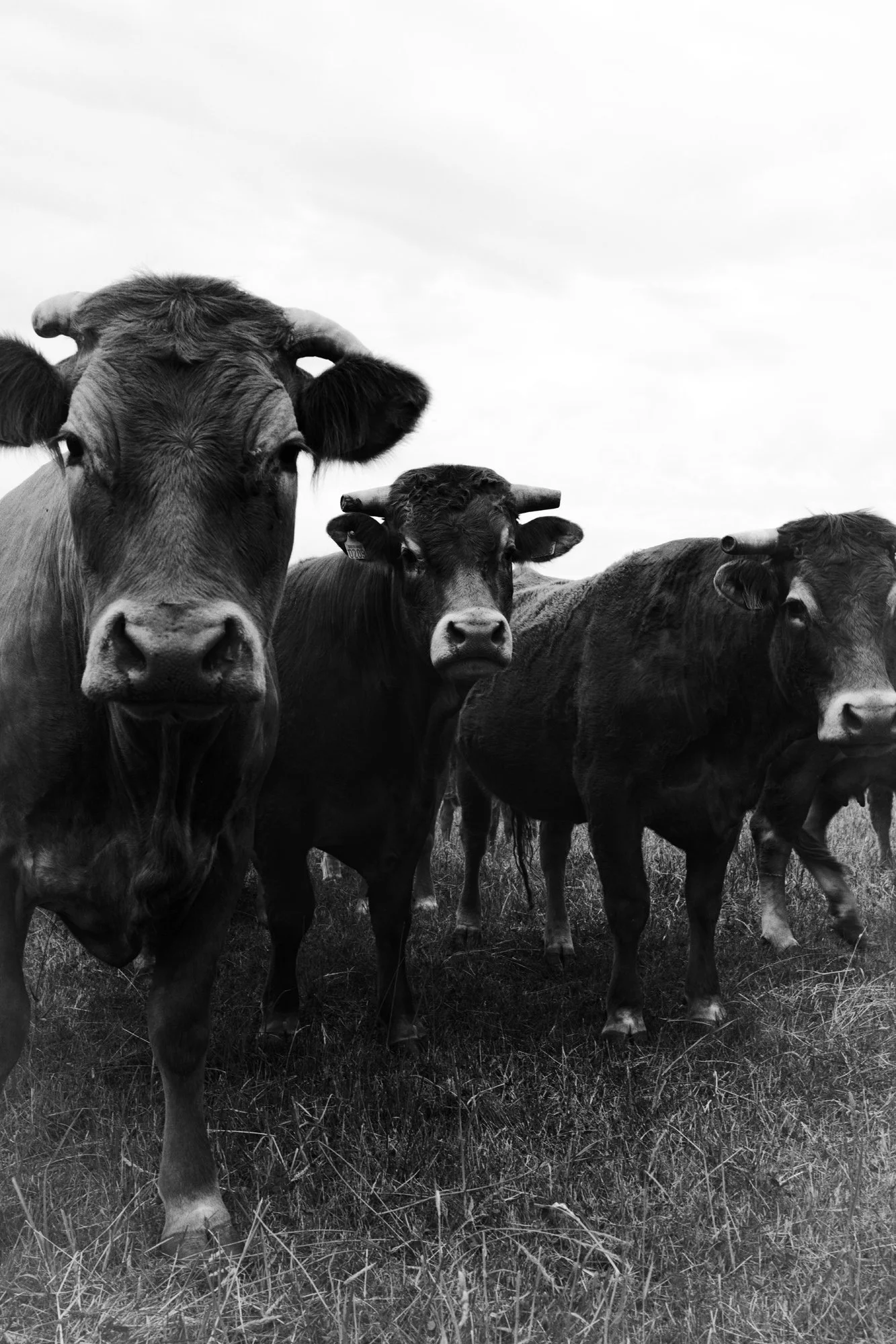 _91A5427-Exposure16205 copy.jpg