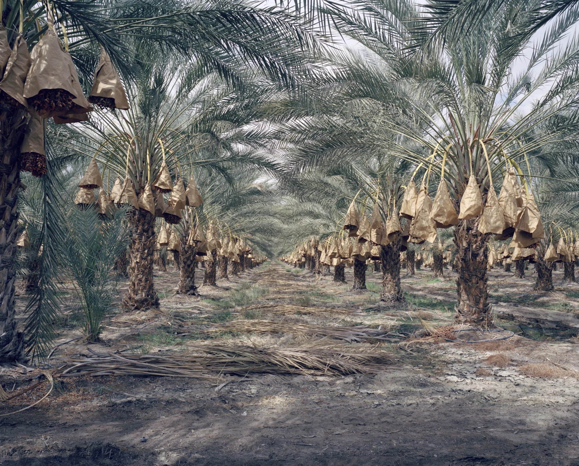 Date farm. Thermal, California, USA, 2015.