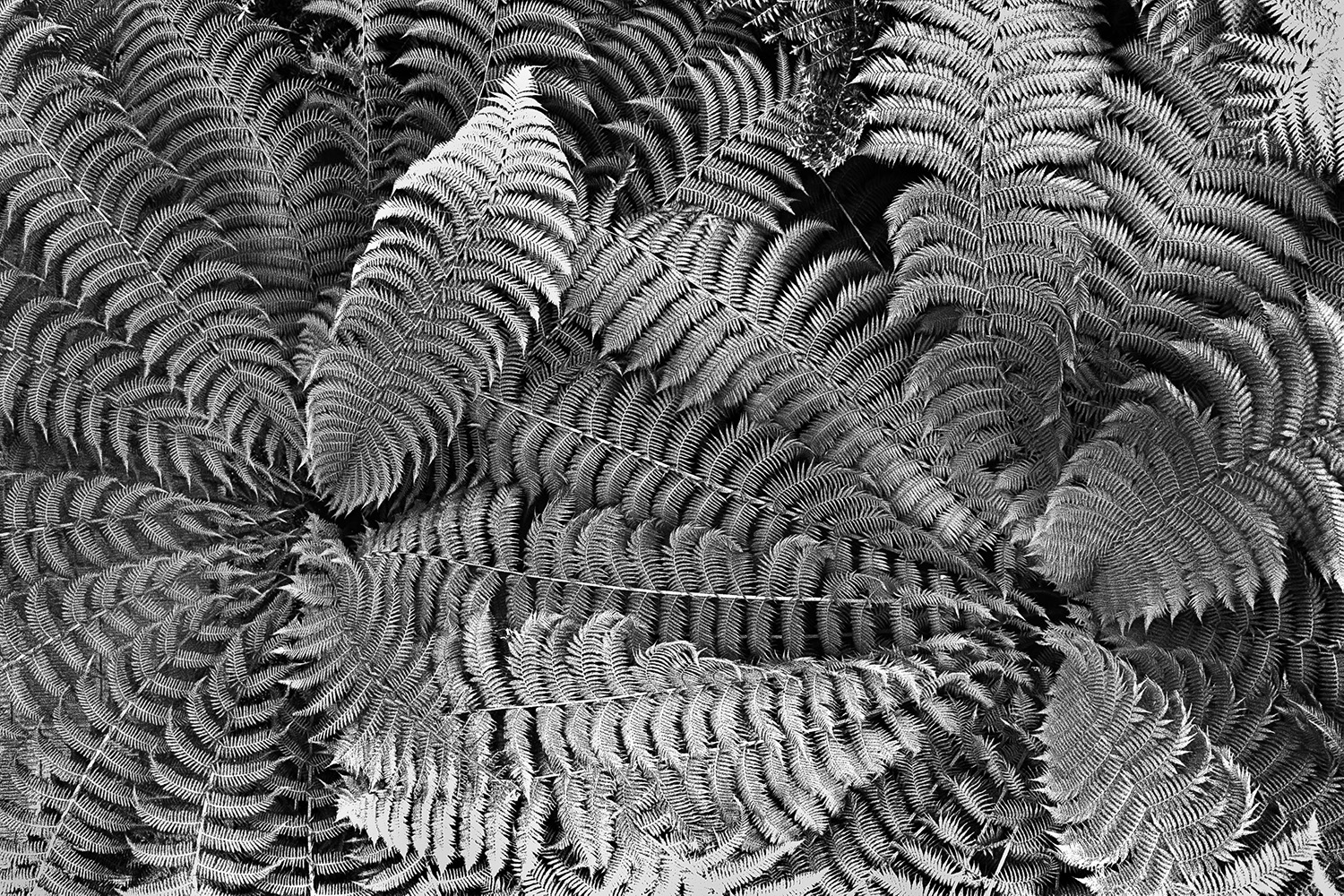 Tree ferns, Kew gardens.
