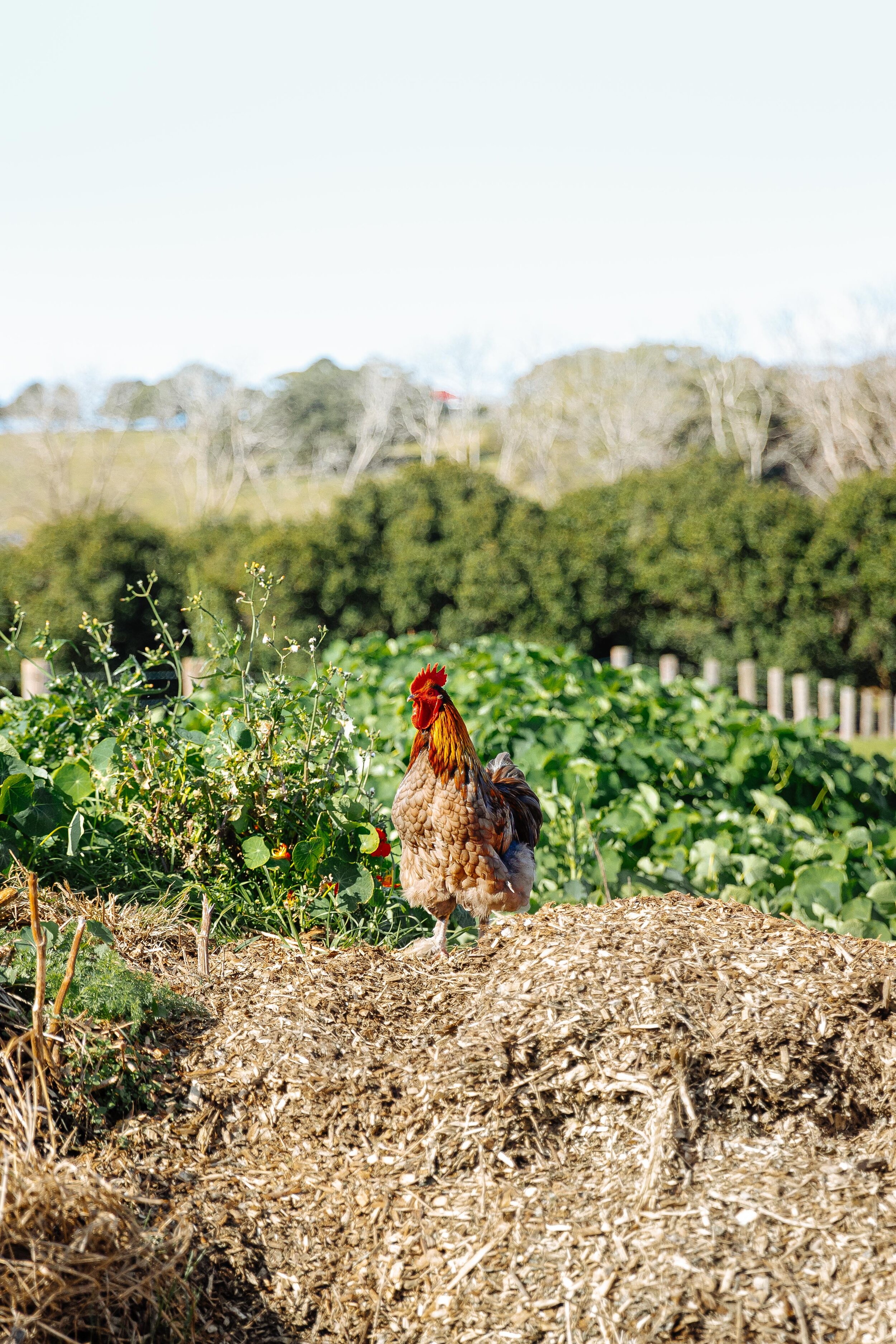 01_TheFarmJuly2021_Animals_MiaForrest.jpg