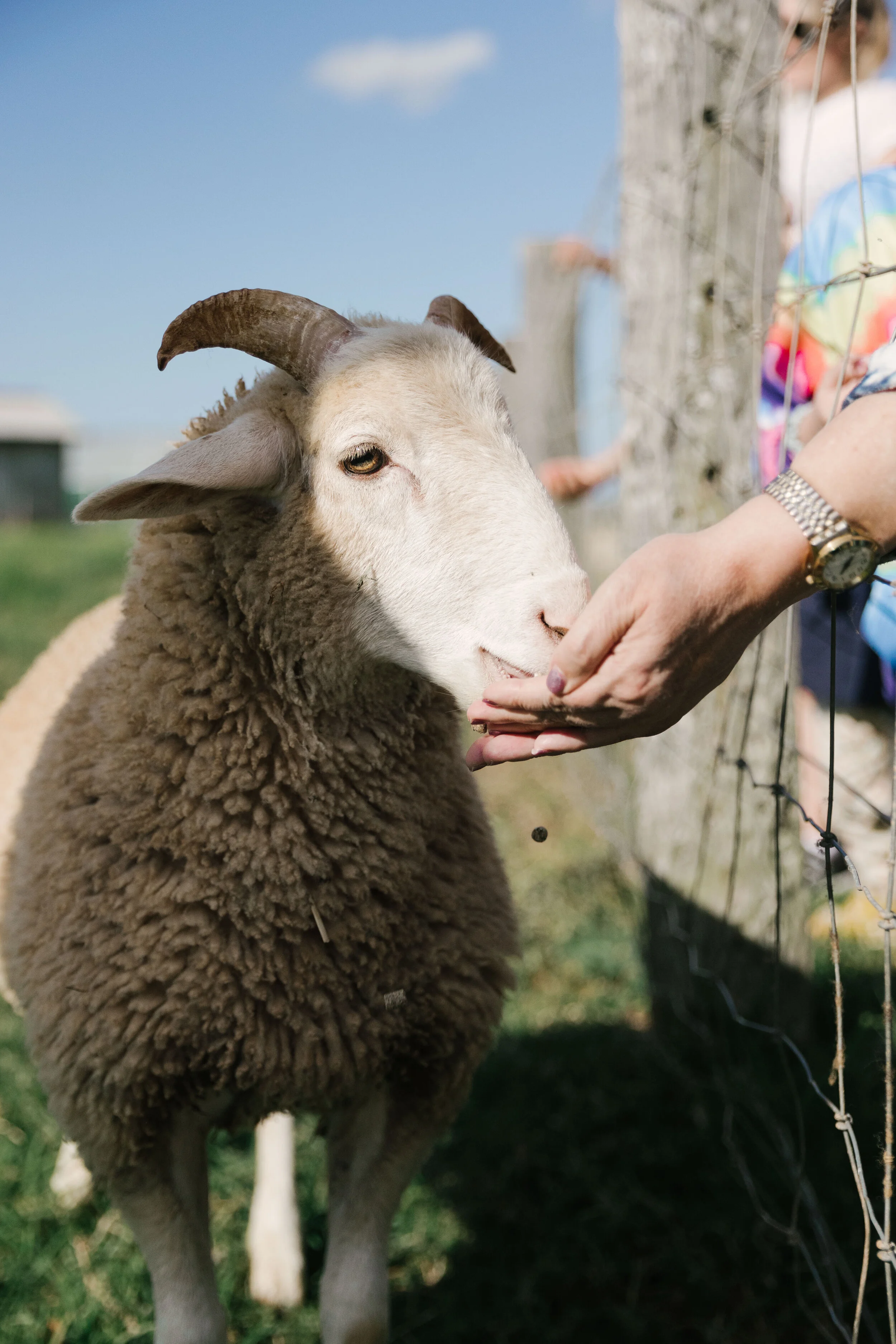 05_TheFarmJuly2021_Animals_MiaForrest.jpg