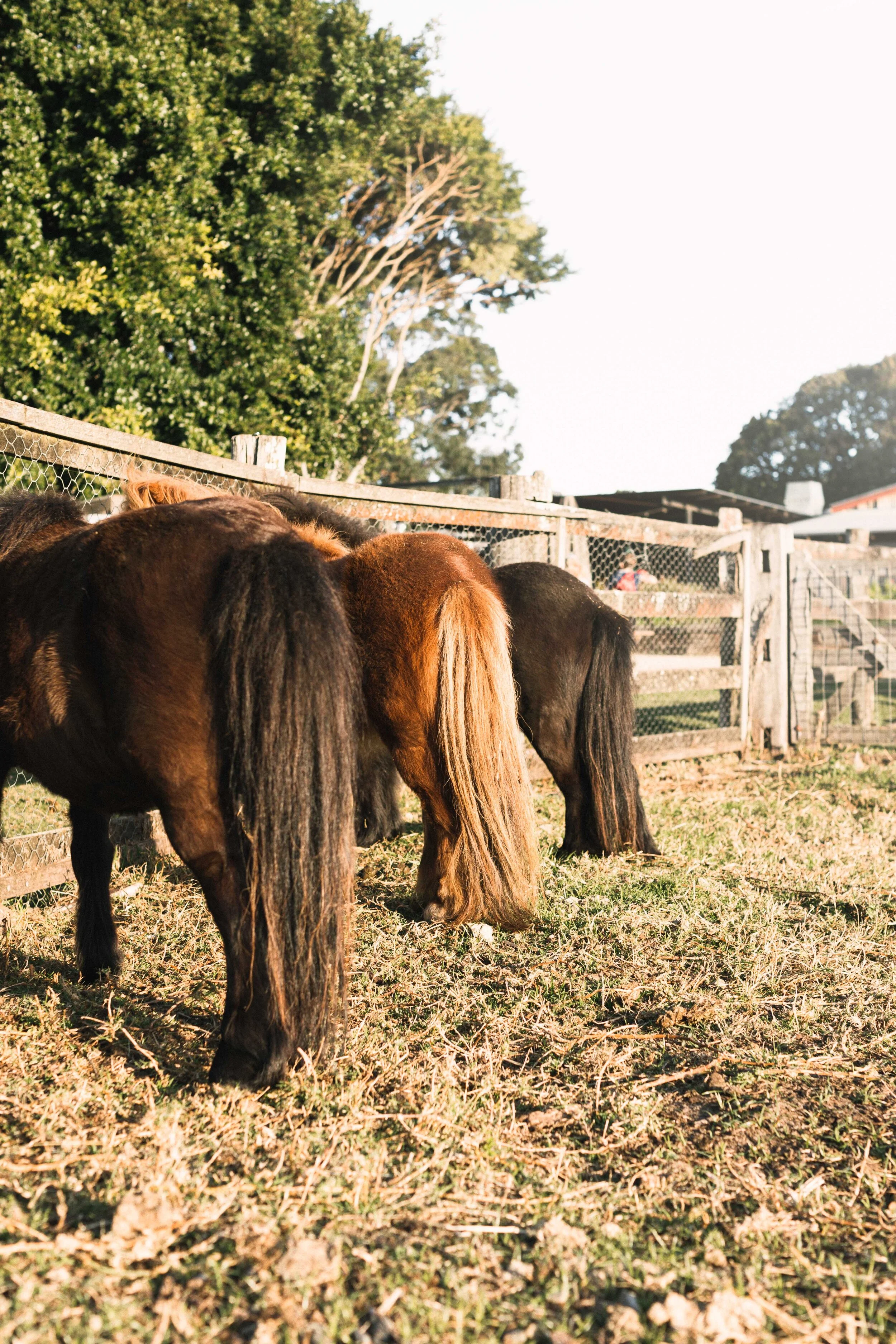 23_TheFarmJuly2021_Animals_MiaForrest.jpg