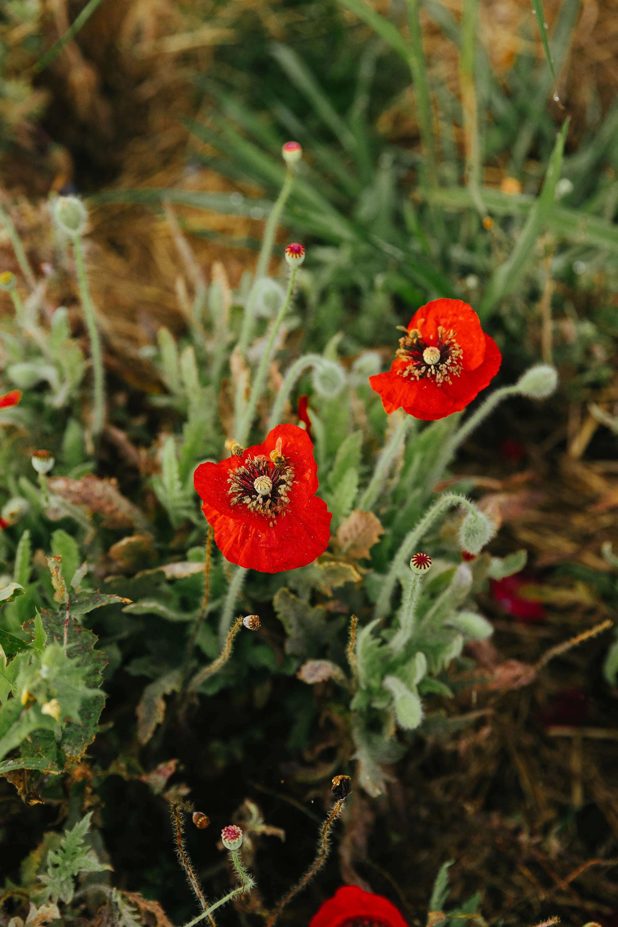 05_Poppy+Fern_October_MiaForrest.jpg