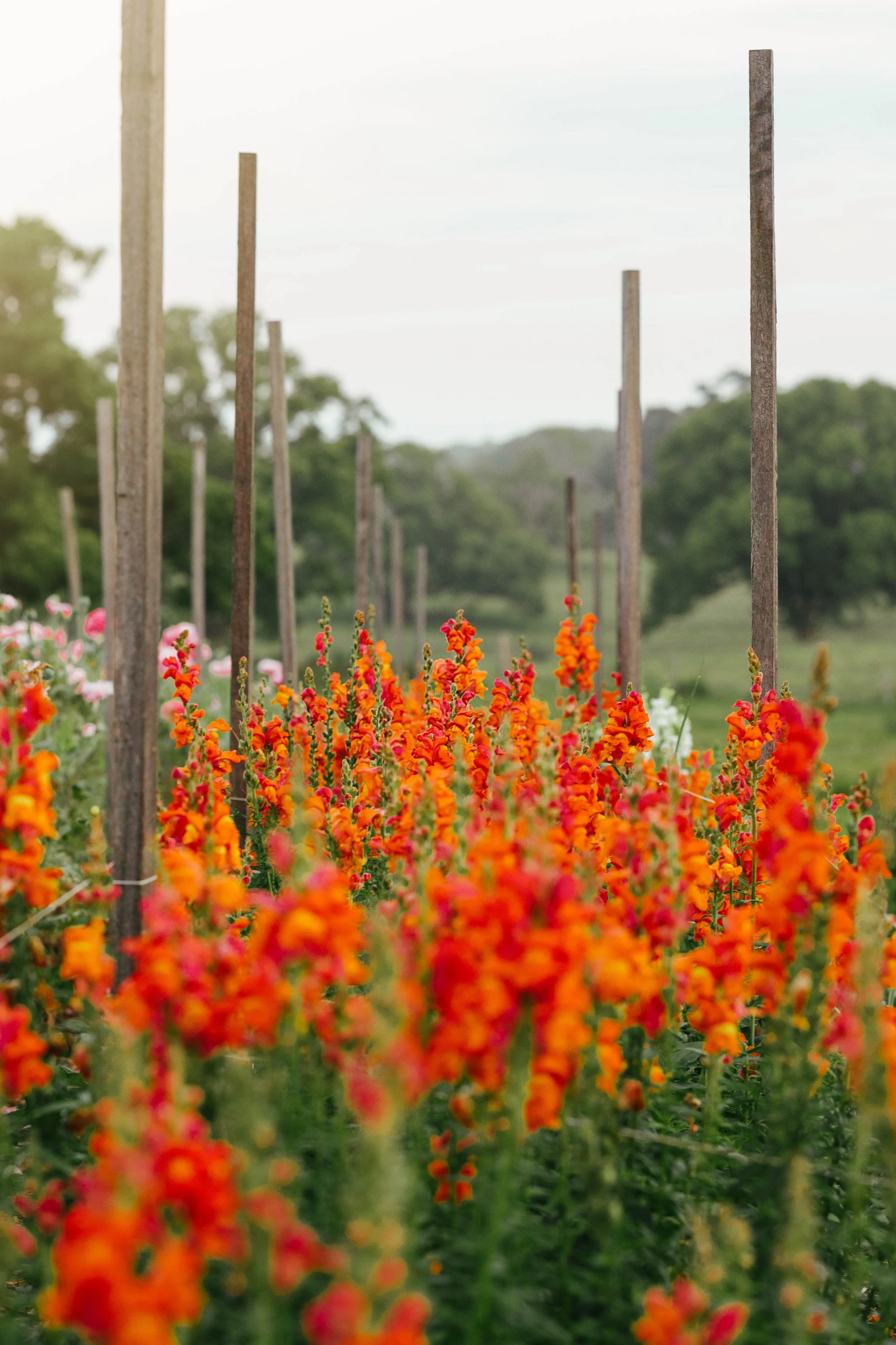09_Poppy+Fern_October_MiaForrest.jpg