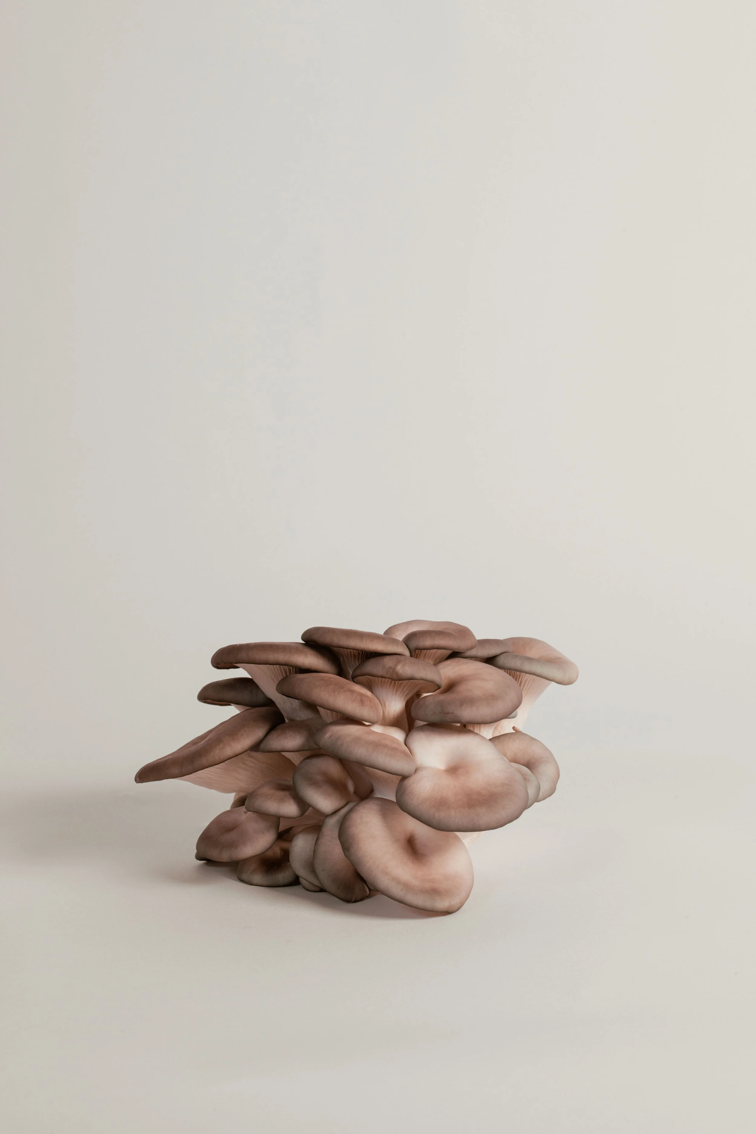 2_BGM_Still-Life_MiaForrest.jpg