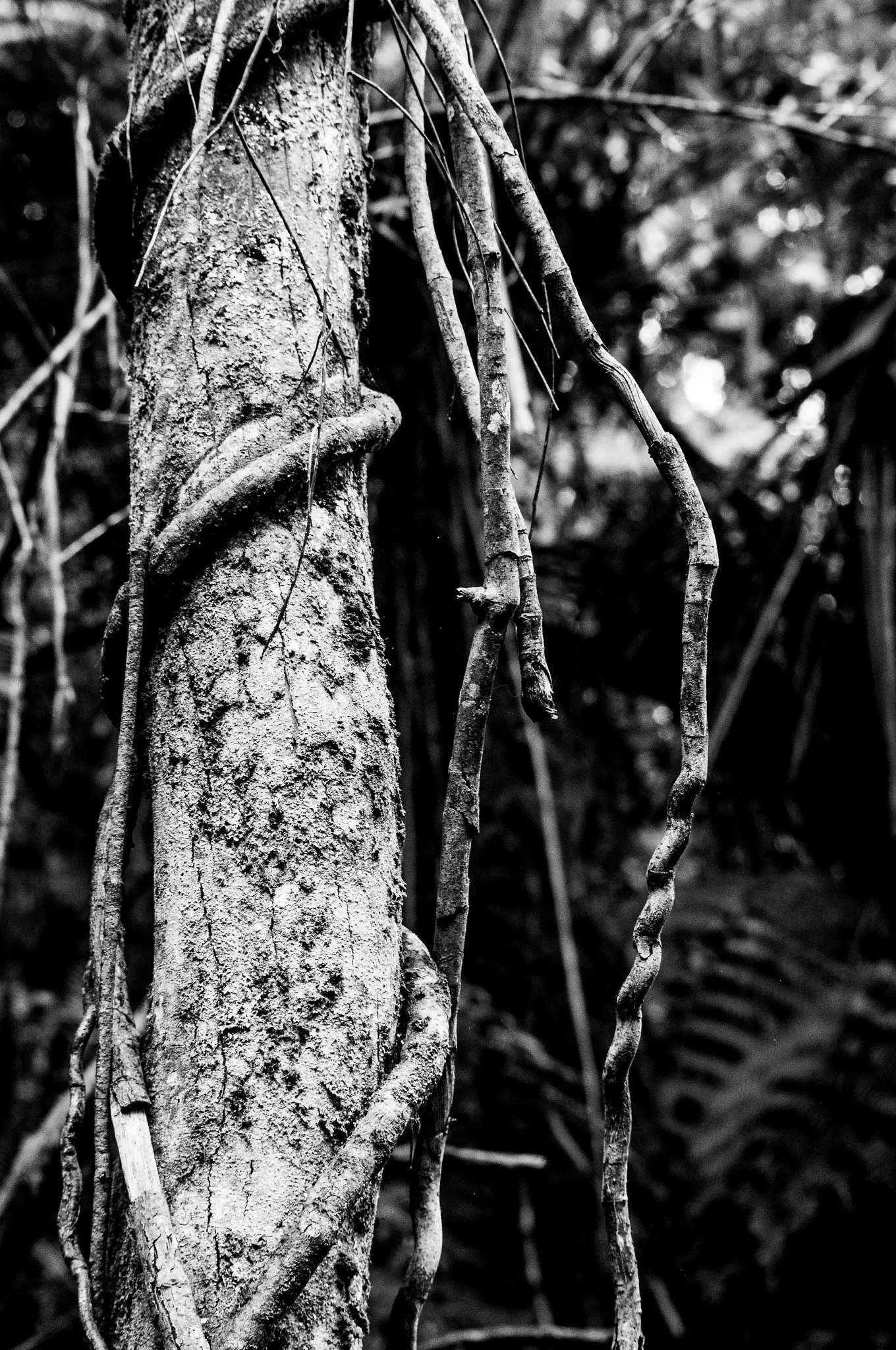  He Is The Vine, We Are The Branches 