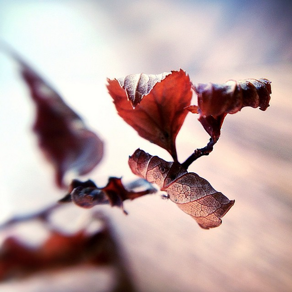 Elin Gann - PocketLens 001.png