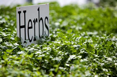 Herb Sale