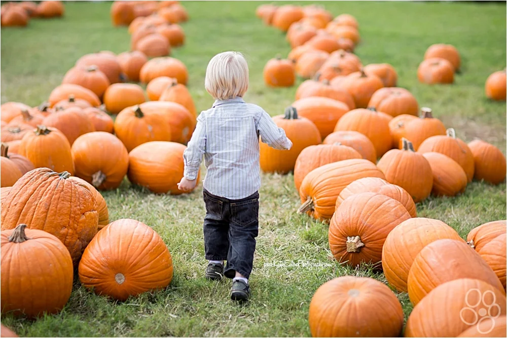 Pumpkin Patch
