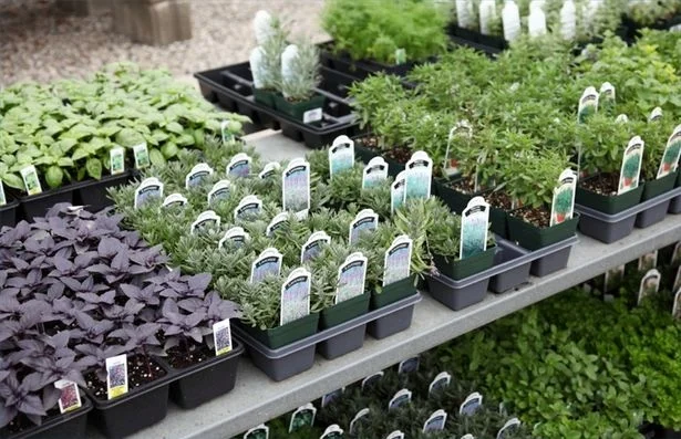 Herb Sale