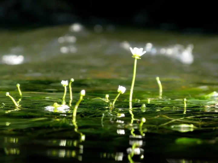 Les met Dodenherdenking met moment van stilte