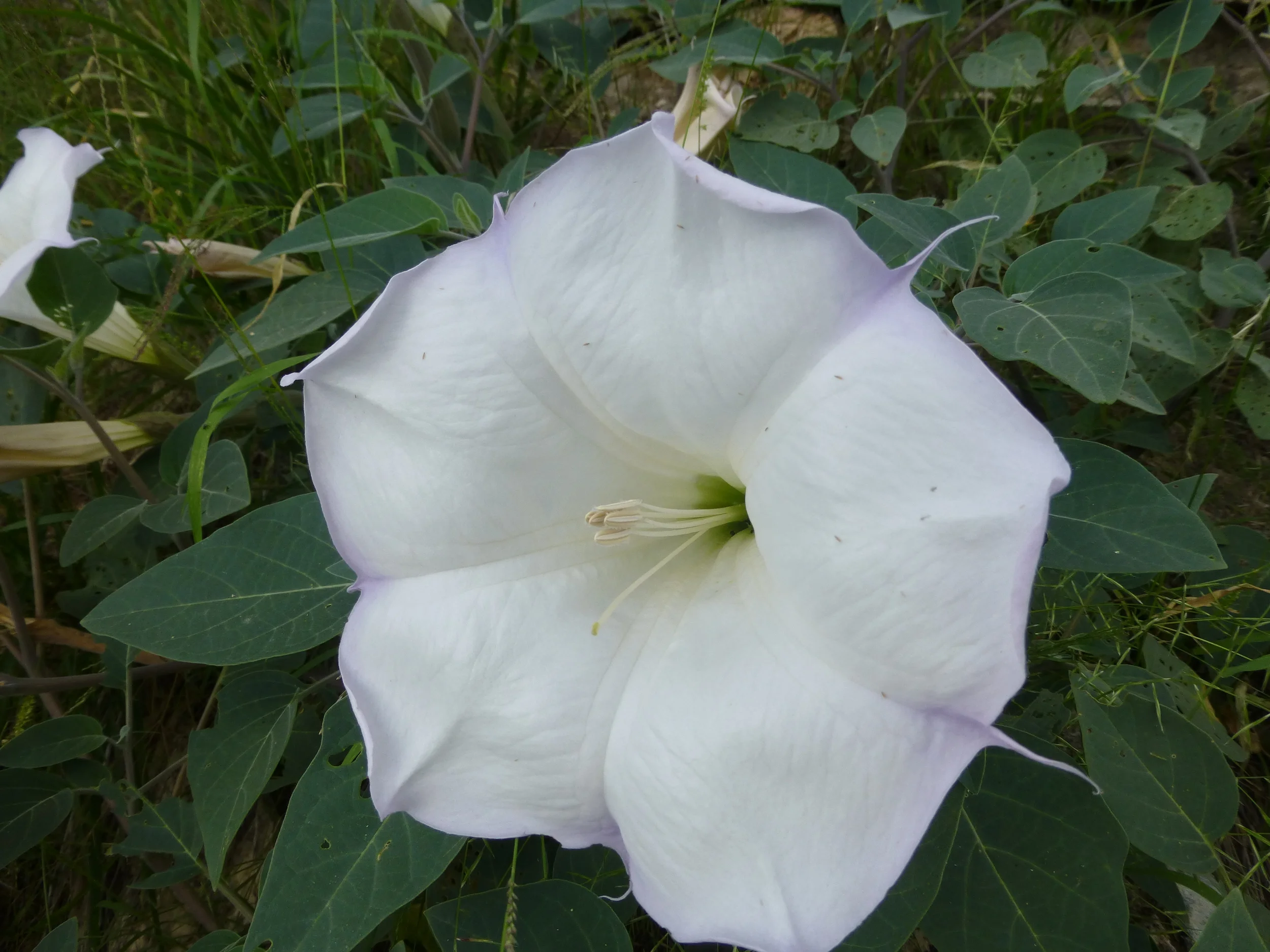 Datura wrightii