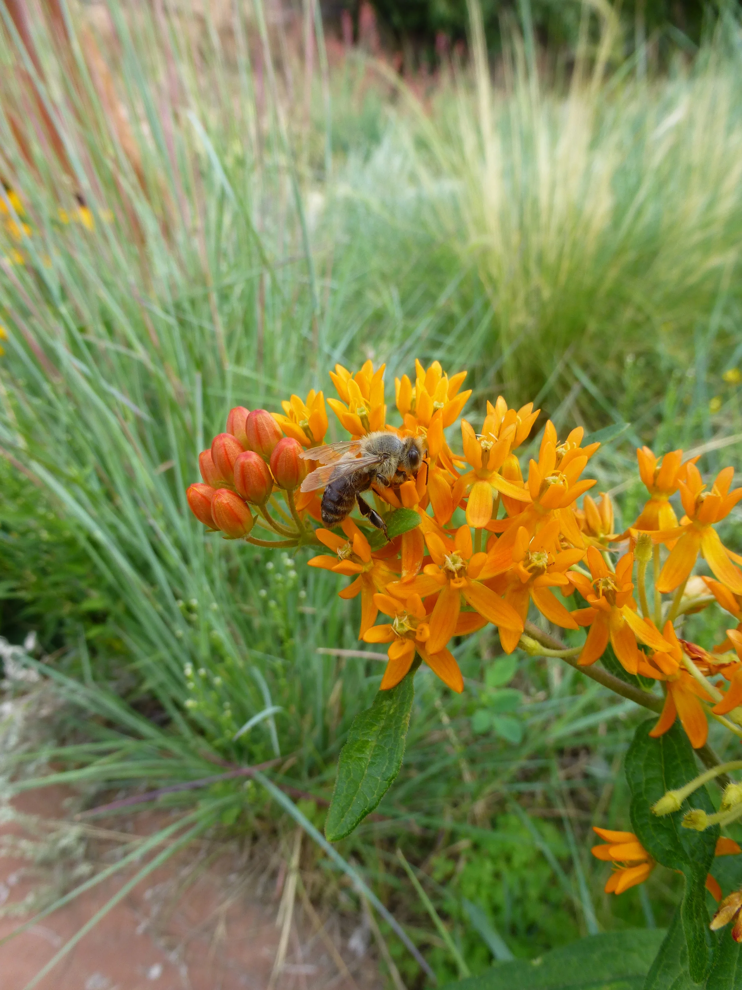 Asclepius tuberosa with Apis spp.
