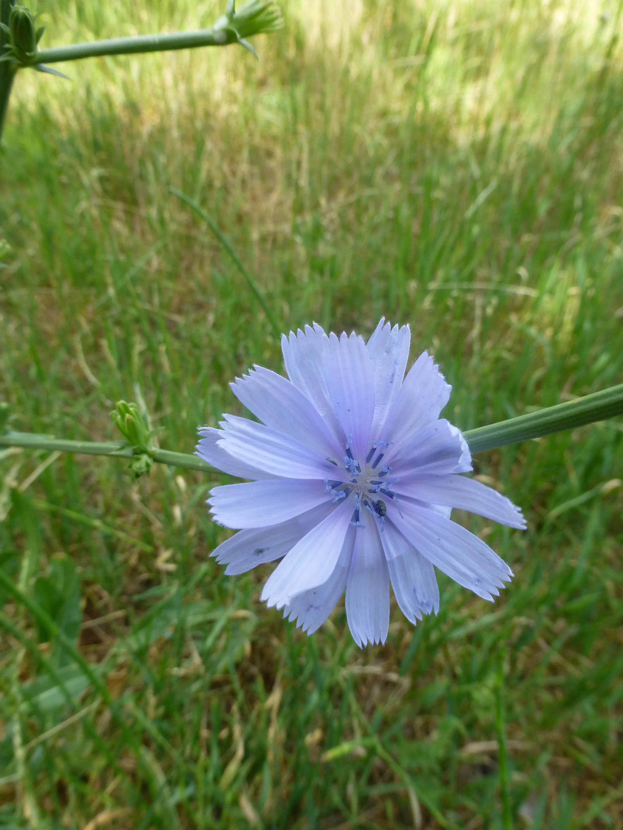 Cichorium intybus