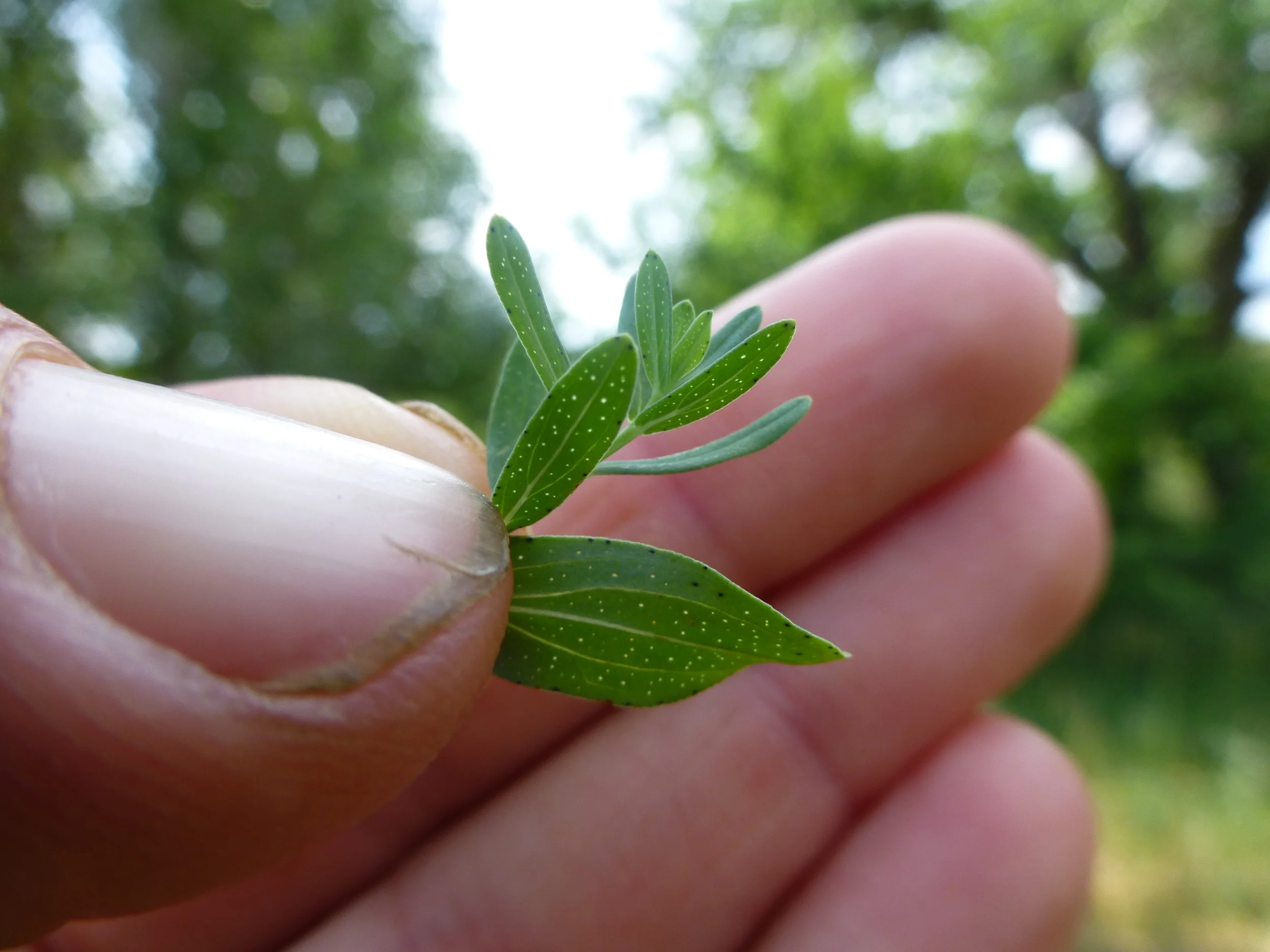 Hypericum perforatum