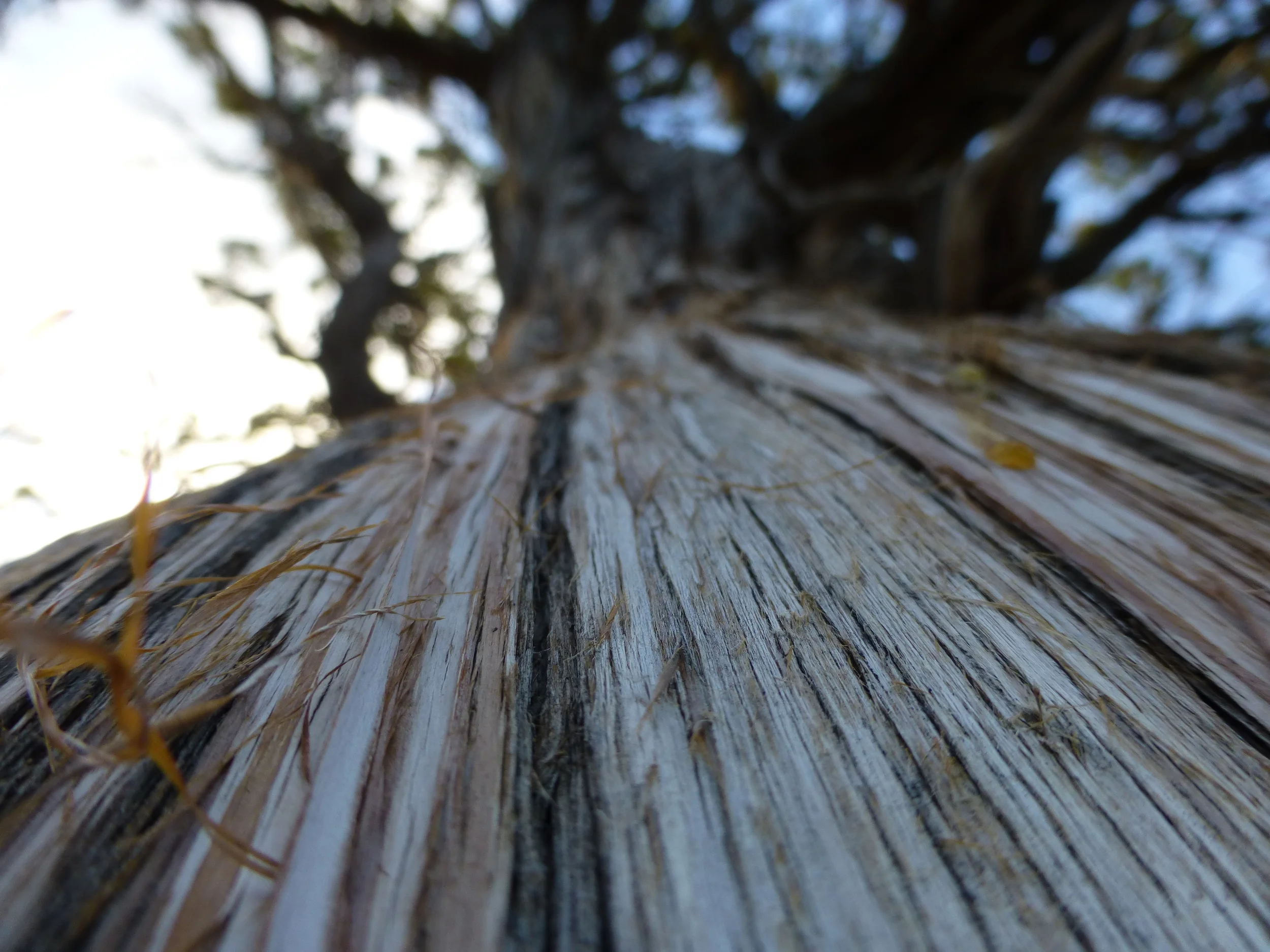 Juniperus scopulorum
