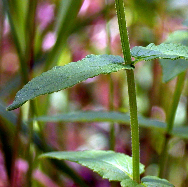 Opposite LEaves