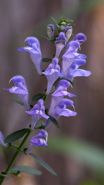 Flowers That look like little mouths