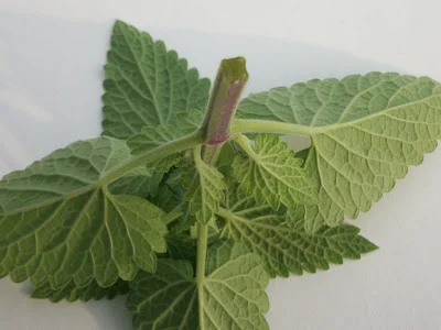 Square Stems
