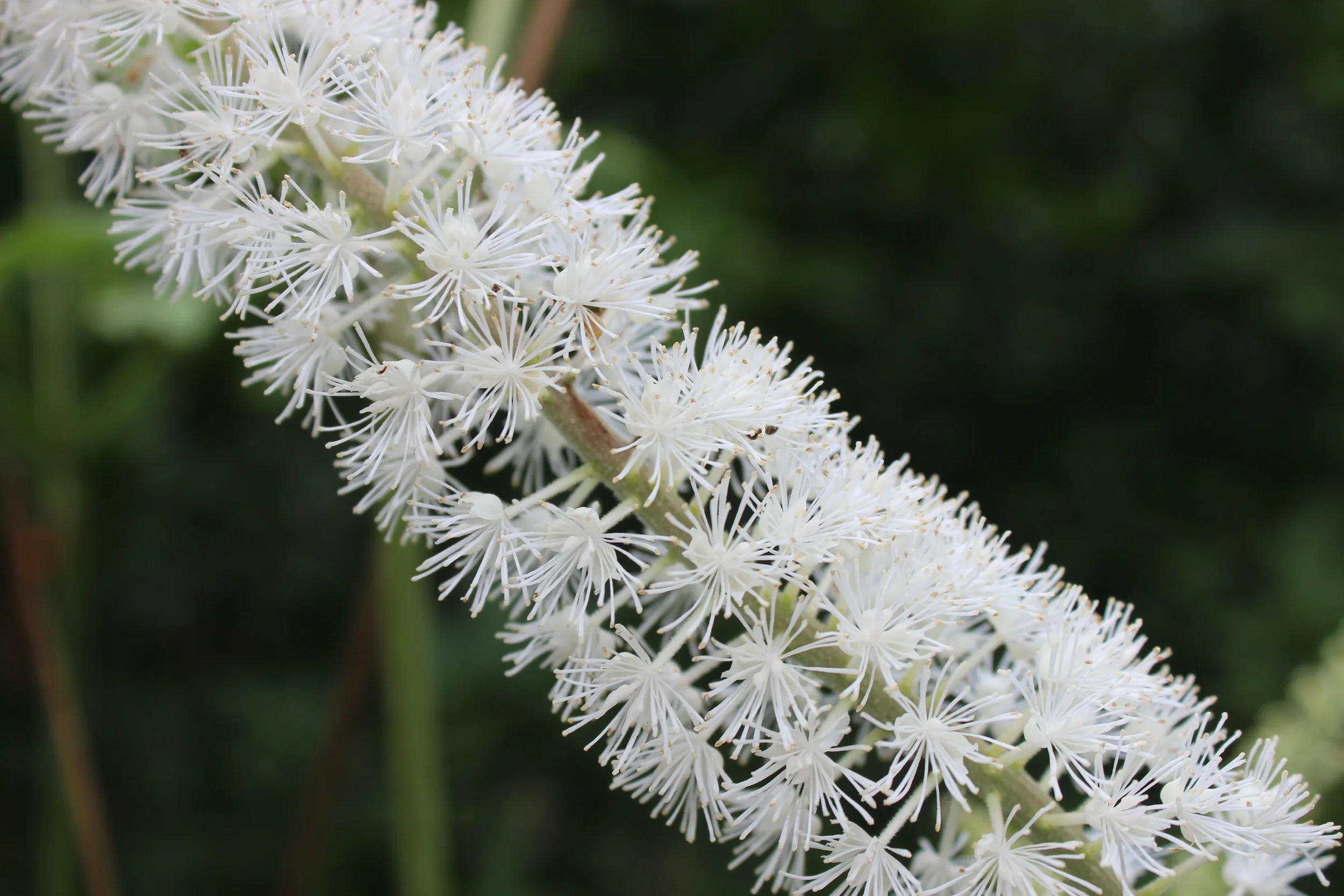 Actaea/Cimicifuga racemosa , or Black Cohosh. With 'racemosa' in the Latin name, this is a wonderfully obvious example of a Raceme.