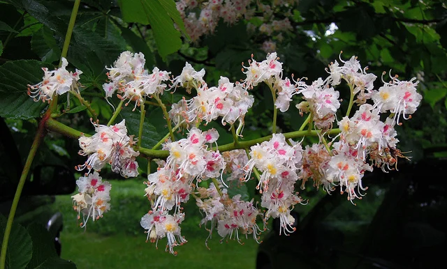 Aesculus hippocastanum, Horsechestnut. A delightfully colored example of a Panicle.