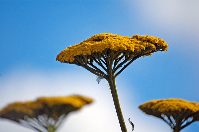 Achillea millefolium , Yarrow. That general pattern of stems on stems makes this an almost ideal instance of a Corymb . (A note for the really dorky out there: Yarrow is technically in heads, as it is in the Asteraceae family. But it 's overall shape is a perfect corymb, so I am doing what many botanist professors have done before me, and going with it.