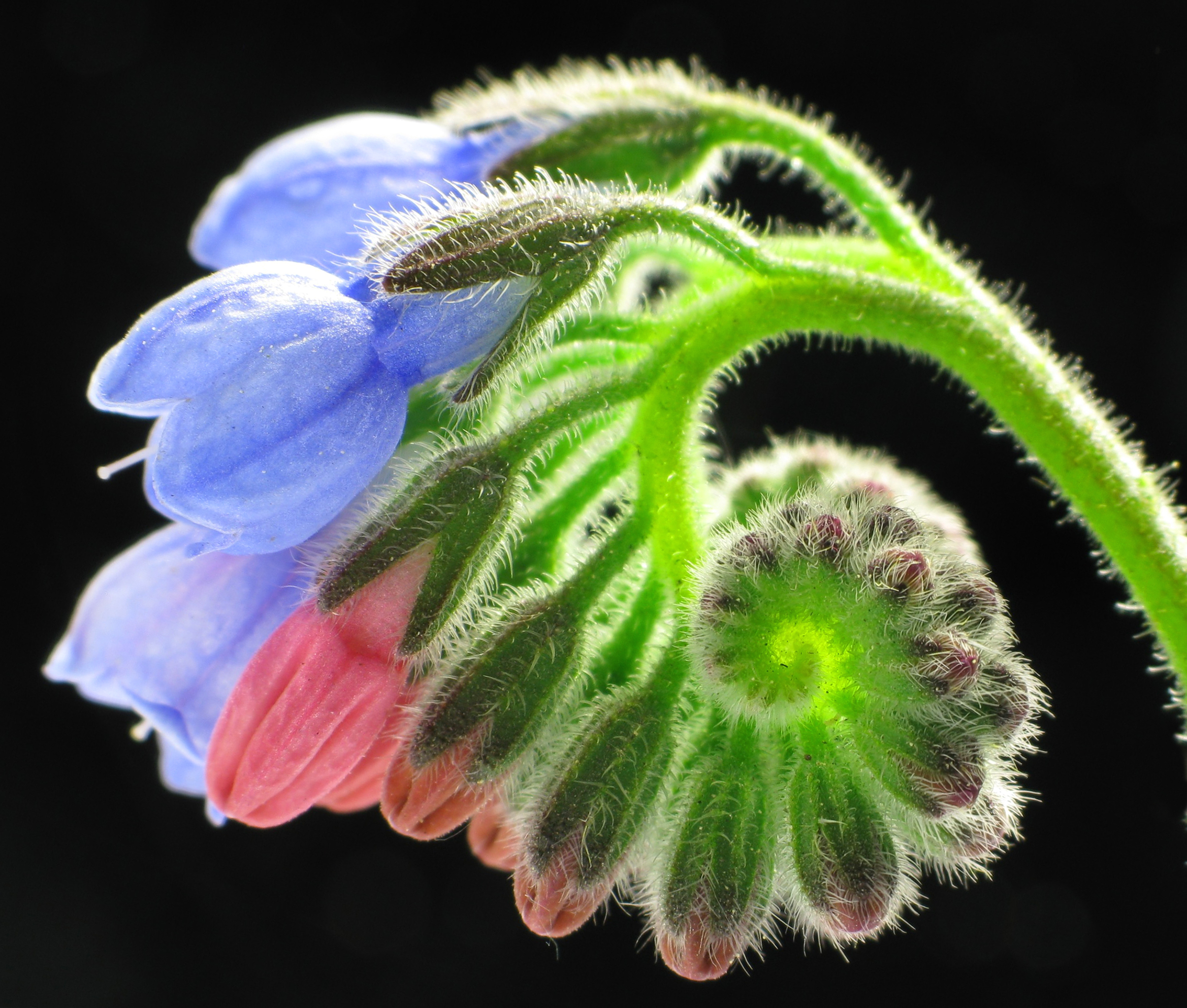 cyme or panicle cyme or panicle