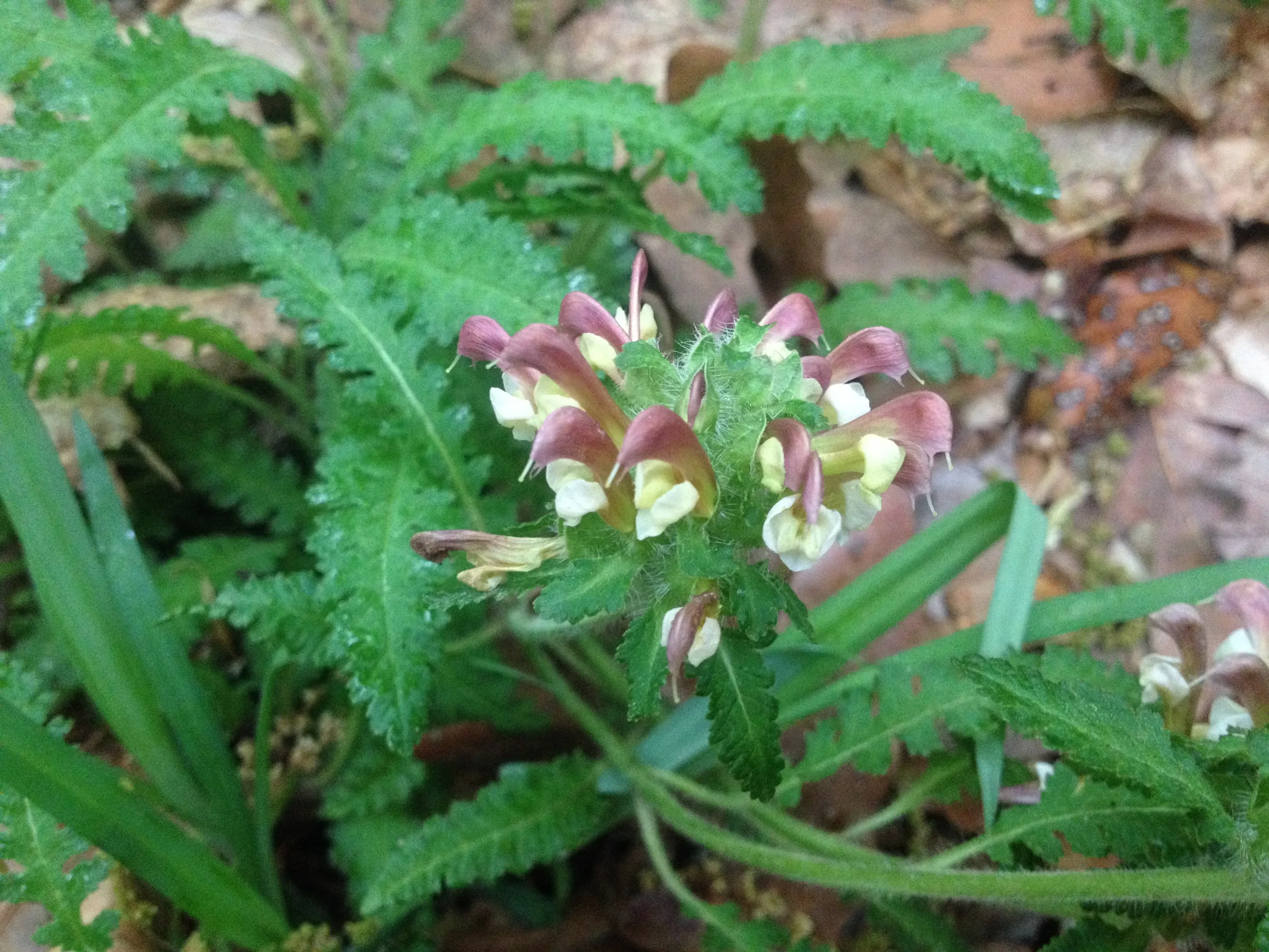 Pedicularis canadensis , Wood Betony Photographed on the run in a CT state forest.